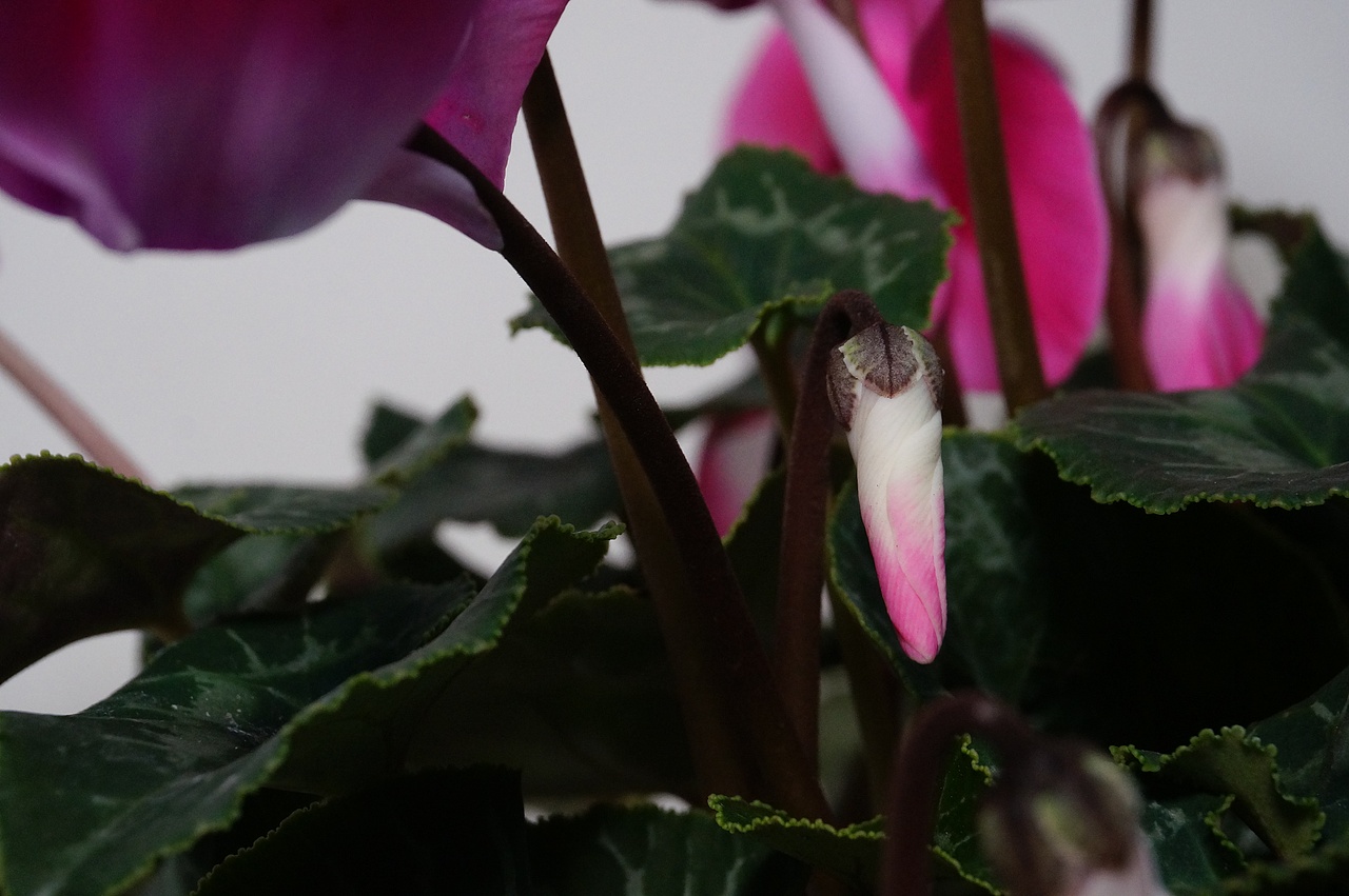 仙客来植物摄影（图ZMTQzNjY3Mjk2） - 产品摄影 - 站酷设计师柠檬啾酸原创素材 - 站酷ZCOOL