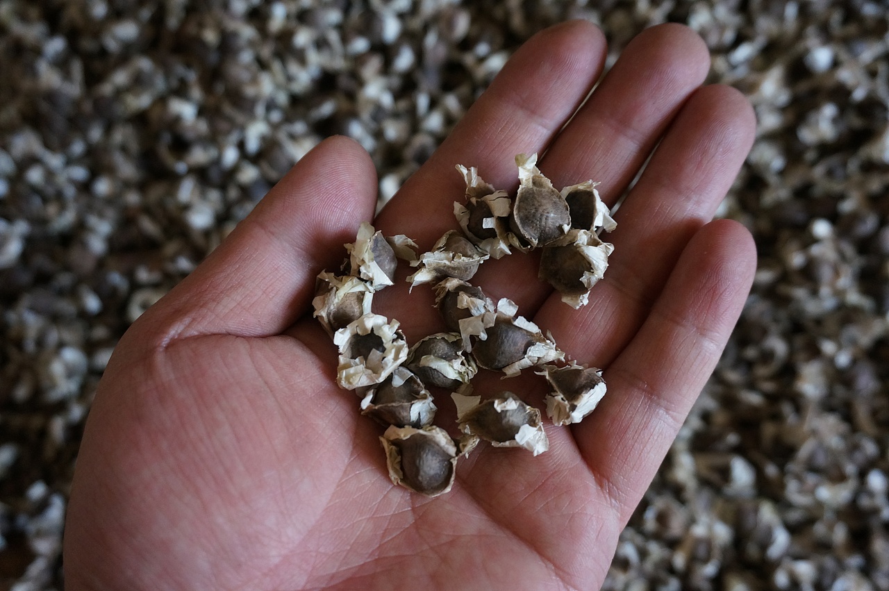 云南满泽辣木籽 带边印度原籽