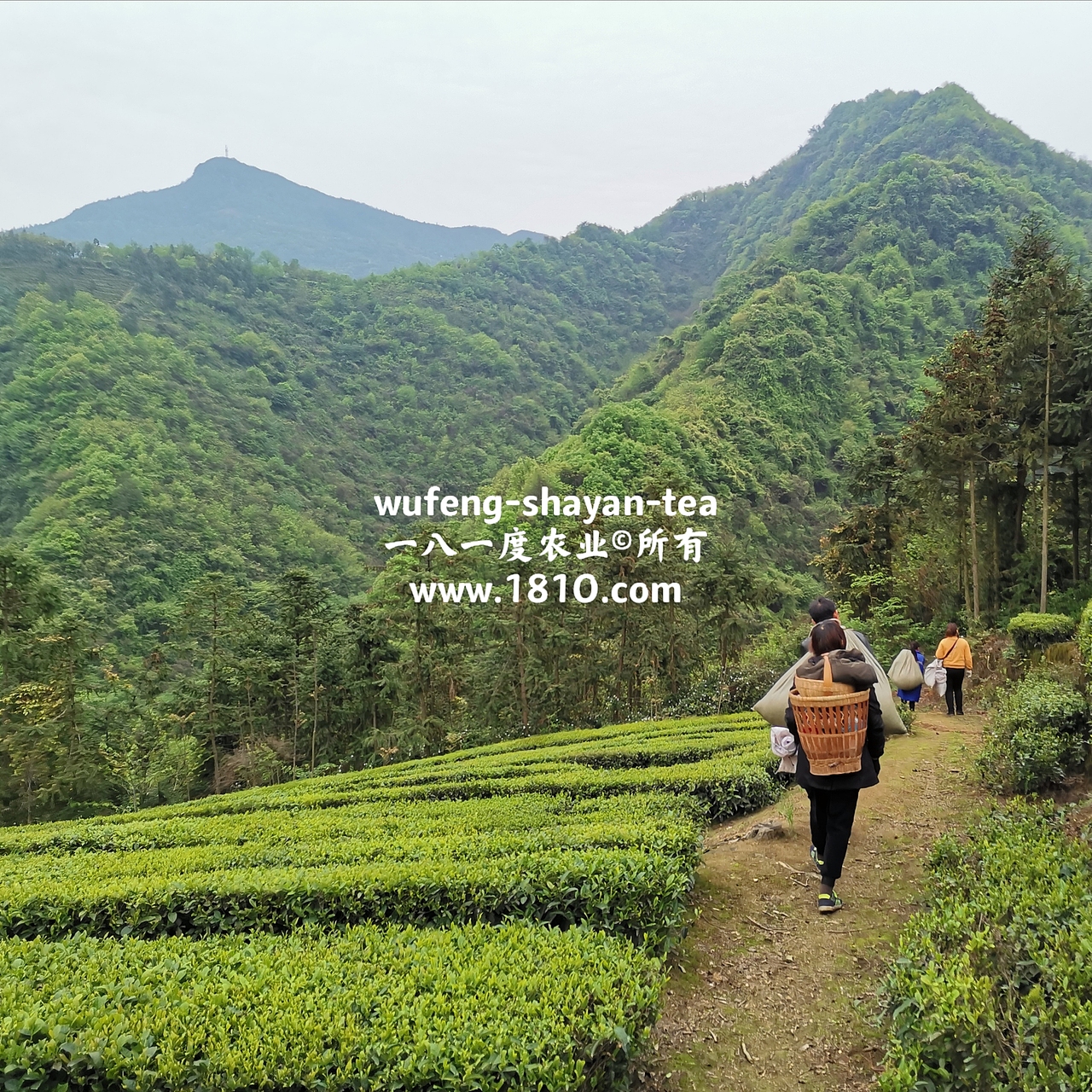 明前采茶拍摄日记（图ZMjU2NzkyNzY4） - 风光摄影 - 站酷设计师食品包装商标原创素材 - 站酷ZCOOL