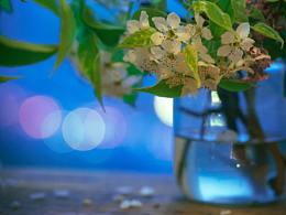 山花烂漫
