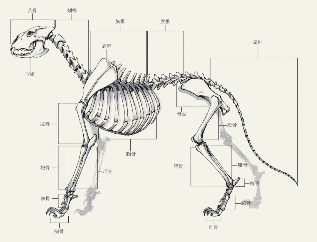 动物骨骼肌肉解剖图：狗，狮，马 1280PX[30P]A