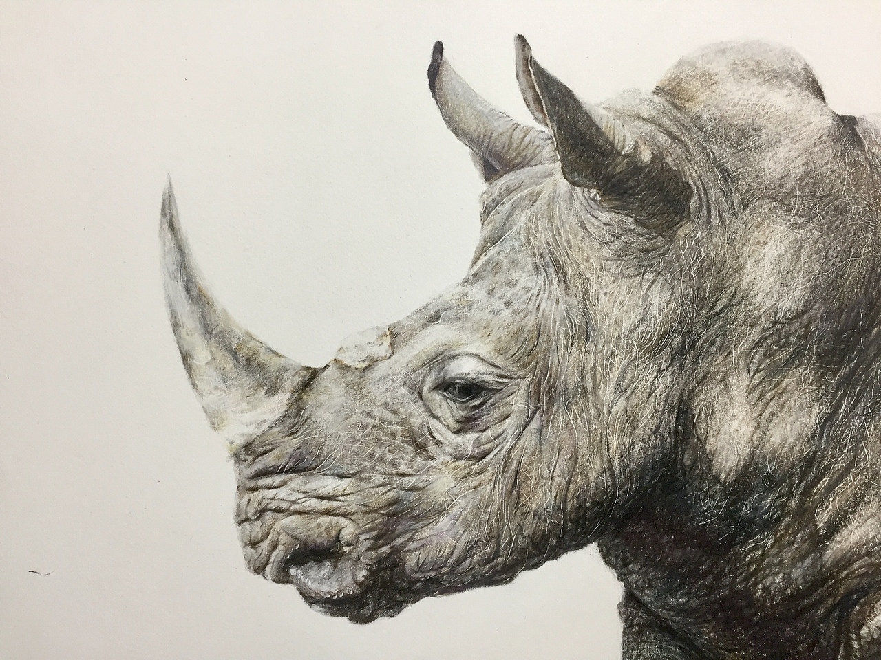 写实彩铅画『犀牛』（图ZMTM1NjAyNjEy） - 绘画 - 站酷设计师一兮手绘原创素材 - 站酷ZCOOL
