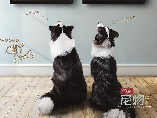 [宠物摄影] Dog 合集