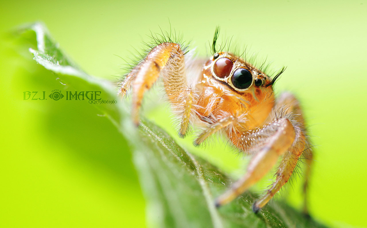 微距各种萌,各种帅,萌萌哒小猪猪