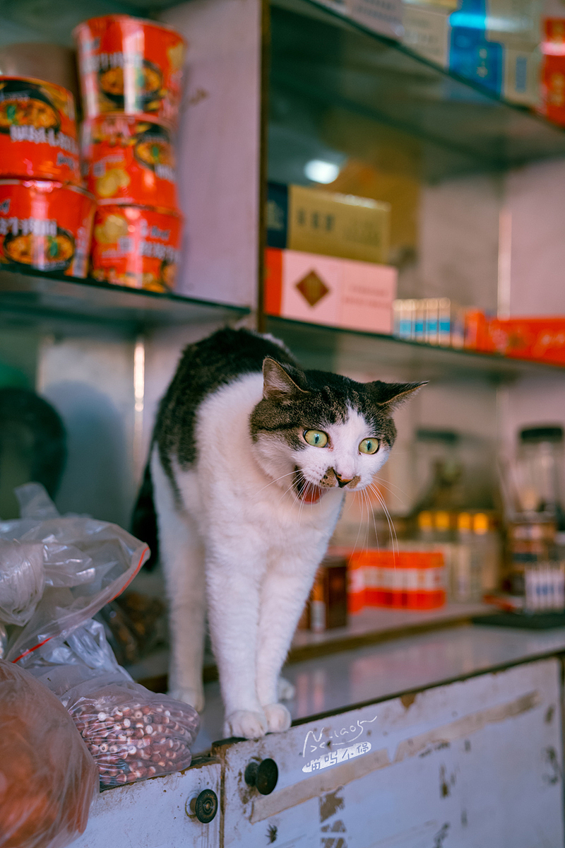 上海老城街铺里，那些自在生活的猫猫们！（图ZMTAwODk3NDQ0） - 宠物摄影 - 站酷设计师喵呜不停原创素材 - 站酷ZCOOL
