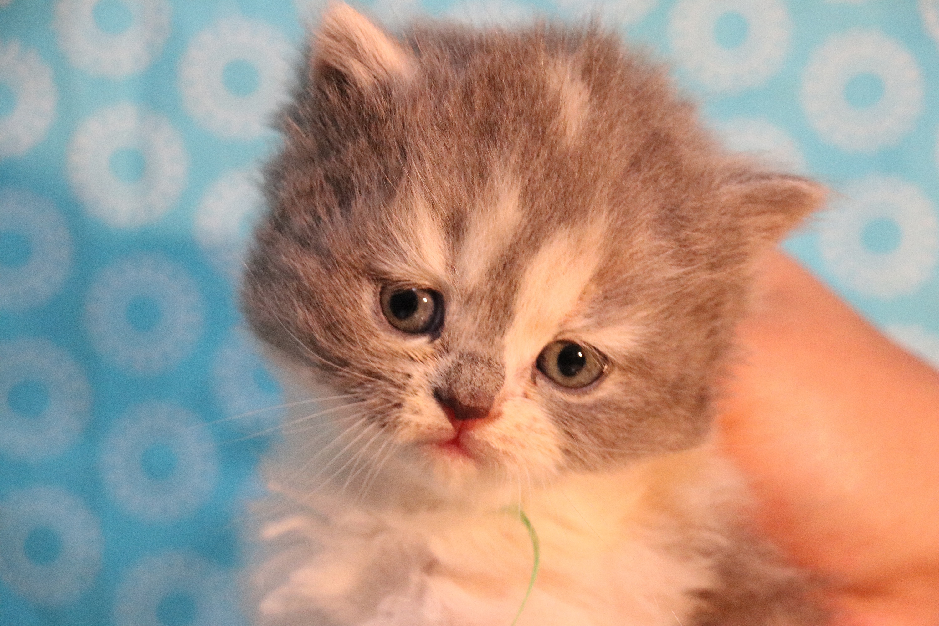 英短三花猫 0102三花-母-长毛-610g-710g-橙#35河南|摄影|宠物摄影|沐