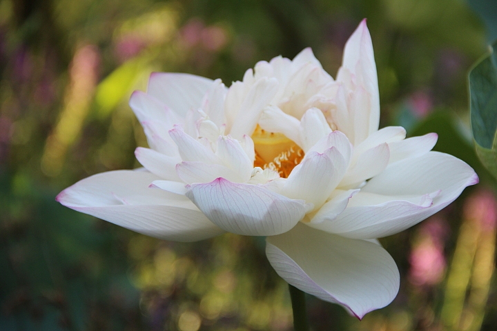 2013-立秋后的-荷