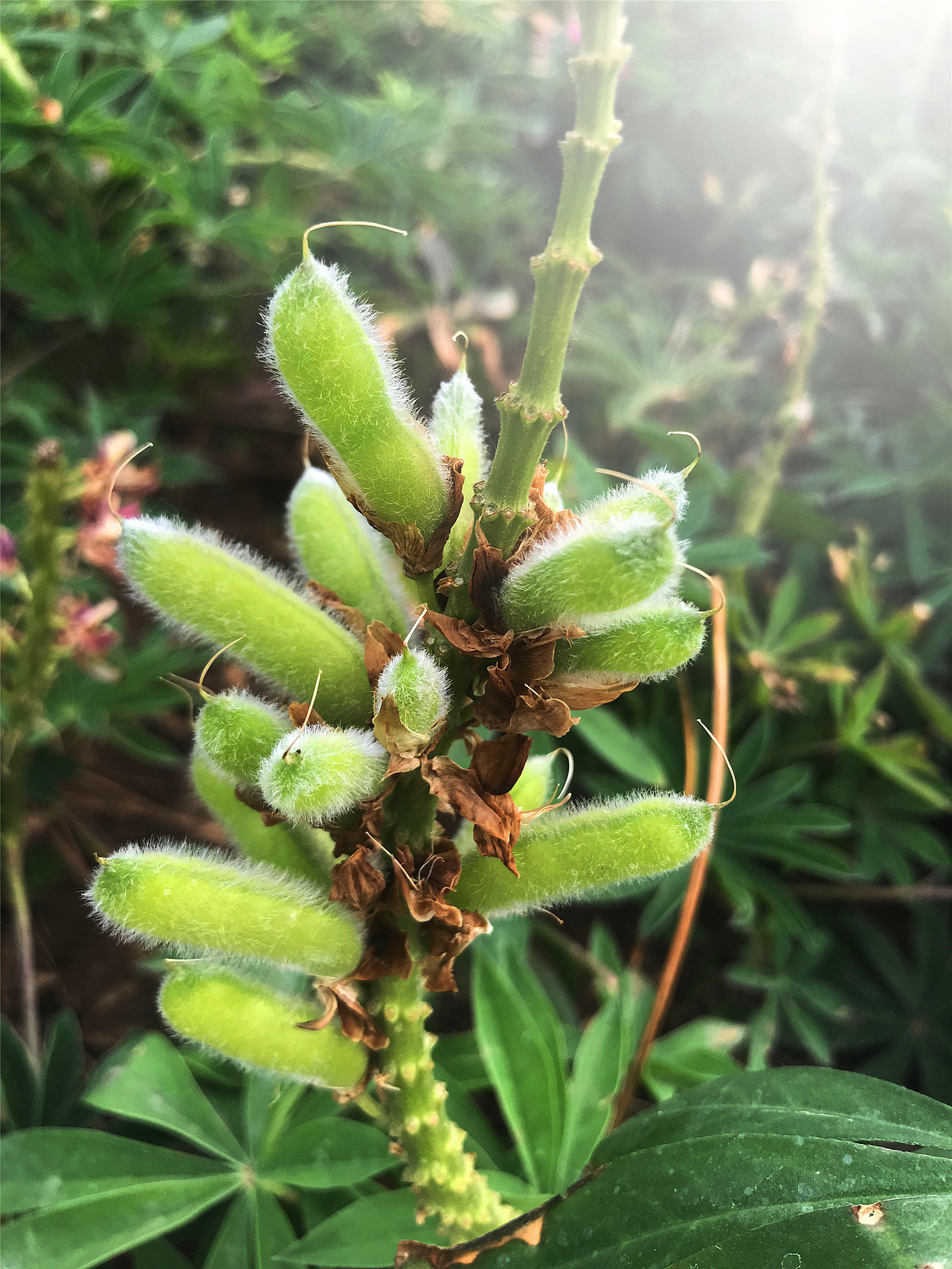 刘勇良手机纪实摄影:鲁冰花