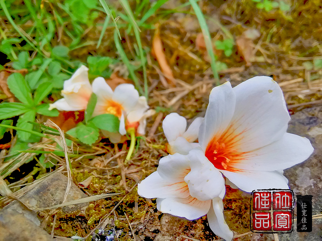 油桐画和植物（图ZNDE0NDM2MTY=） - 产品摄影 - 站酷设计师仕宽佳品原创素材 - 站酷ZCOOL