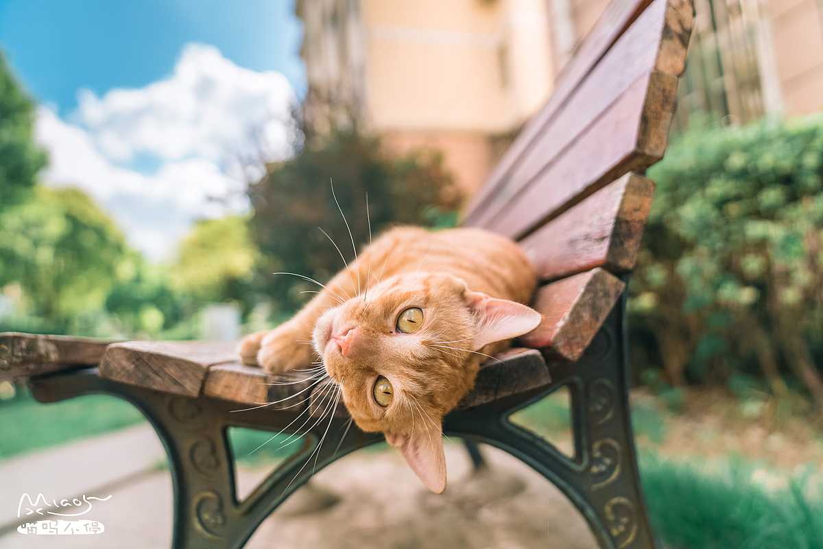 黄小帅,在我来到这边小区之前,它就在了,一直有楼下阿姨喂养,我来之后便加入其中的队伍。时间一久,小帅和我自然就熟了,夜归它常常老远看见便冲我跑来蹭头献殷勤。那天是个夏日台风过后的傍晚,蓝天多云,我拿着相机刚下楼,这家伙就开始卖起萌来,躺在傍边的椅子翻滚,歪头深情又好奇地看着我,我知道它想要吃的了。