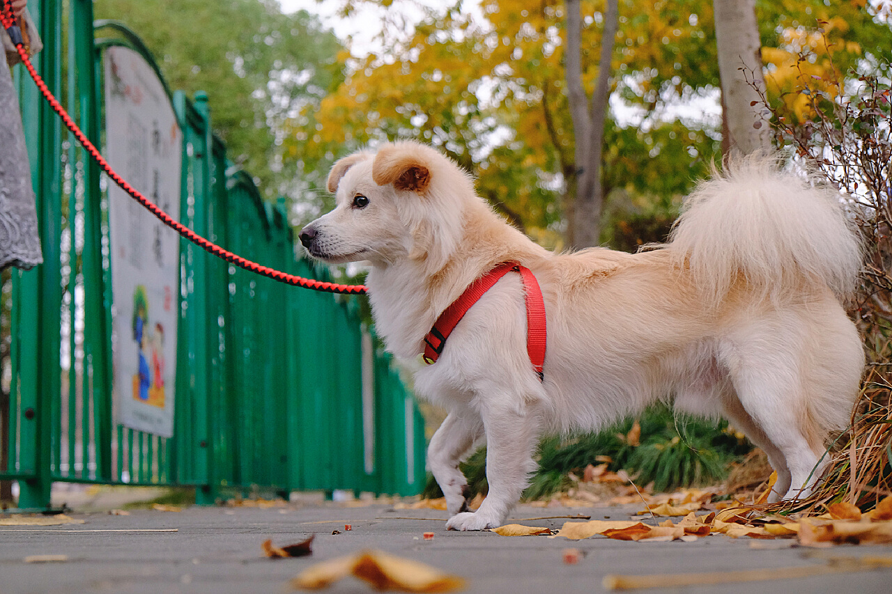 带狗狗散步的悠闲午后|摄影|动物|写真师迪迪 - 原创作品 - 站酷 (ZCOOL)
