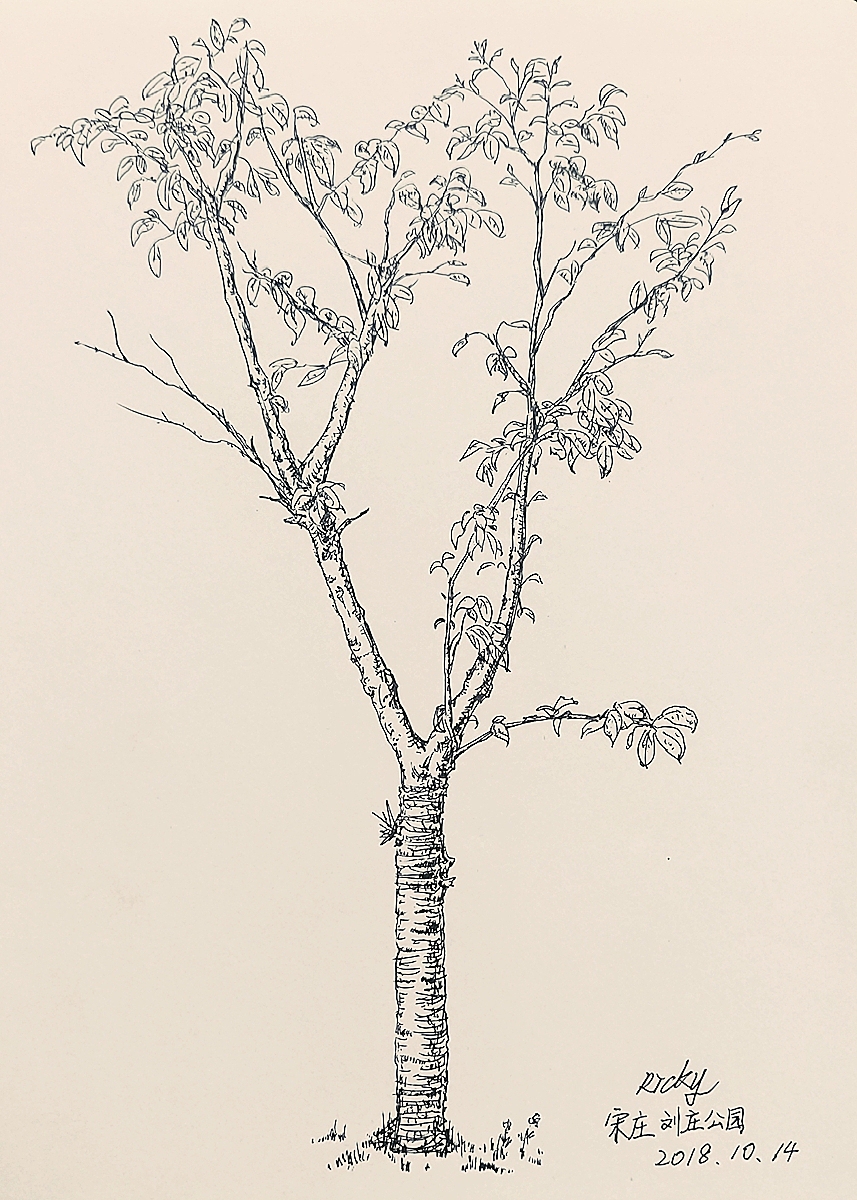 分享收藏黑色水性笔速写枯藤老树龙虾 小桥流水蛤蟆robocop 机械战警