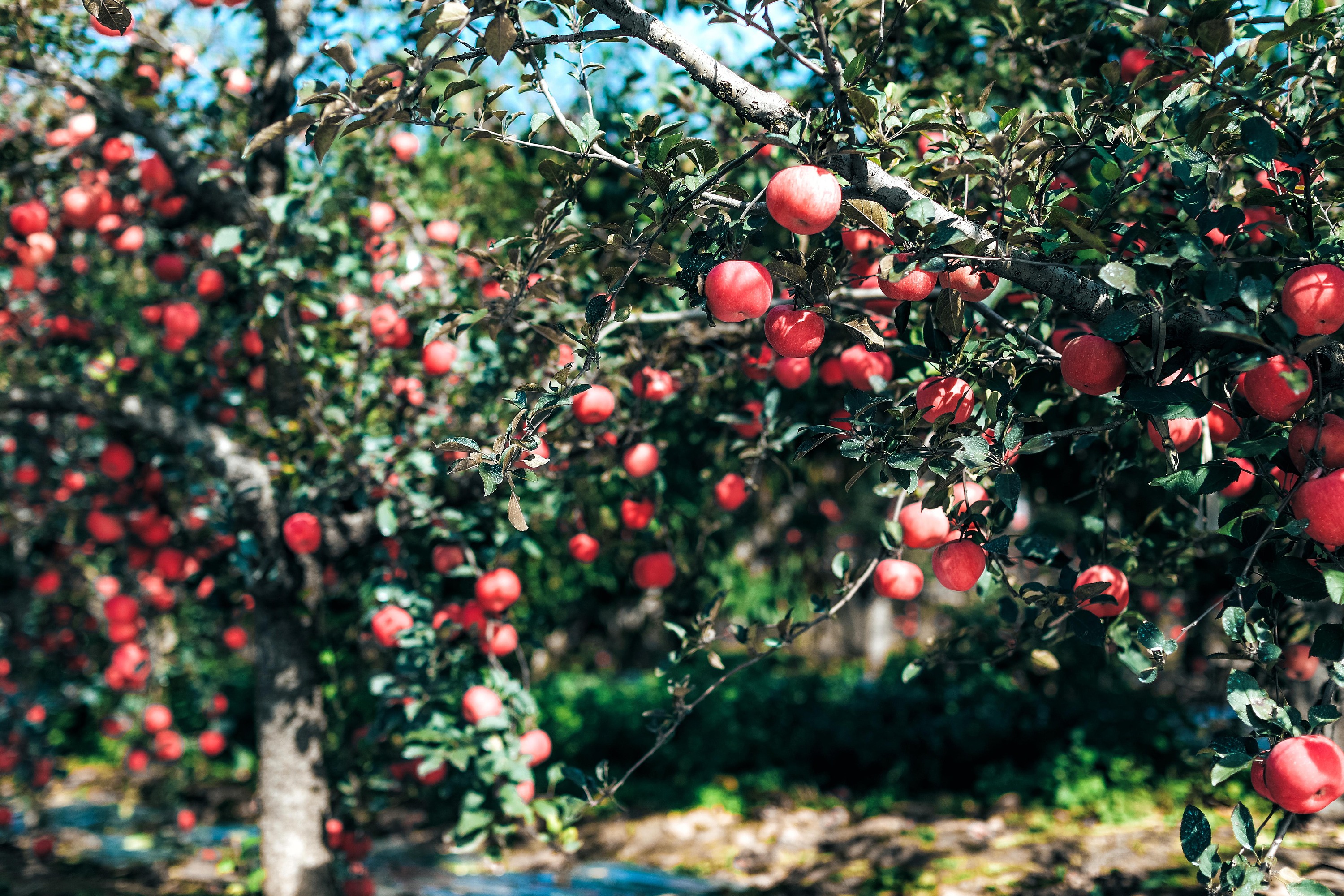垂悬从在秋天苹果的一个树枝的红色有机苹果 库存图片. 图片 包括有 增长, 聚会所, 背包, 亚马逊, 极大 - 118882039