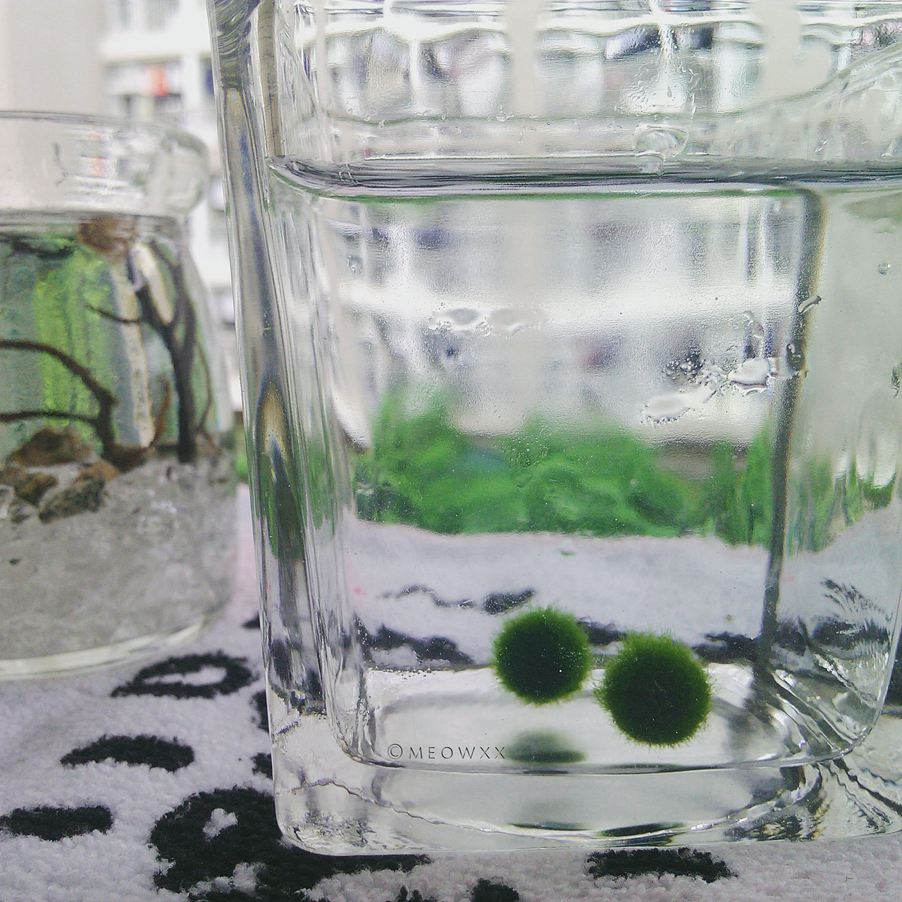 两只萌萌的海藻球Marimo（图ZMzY4NjcxNDQ=） - 风光摄影 - 站酷设计师喵了个叉原创素材 - 站酷ZCOOL