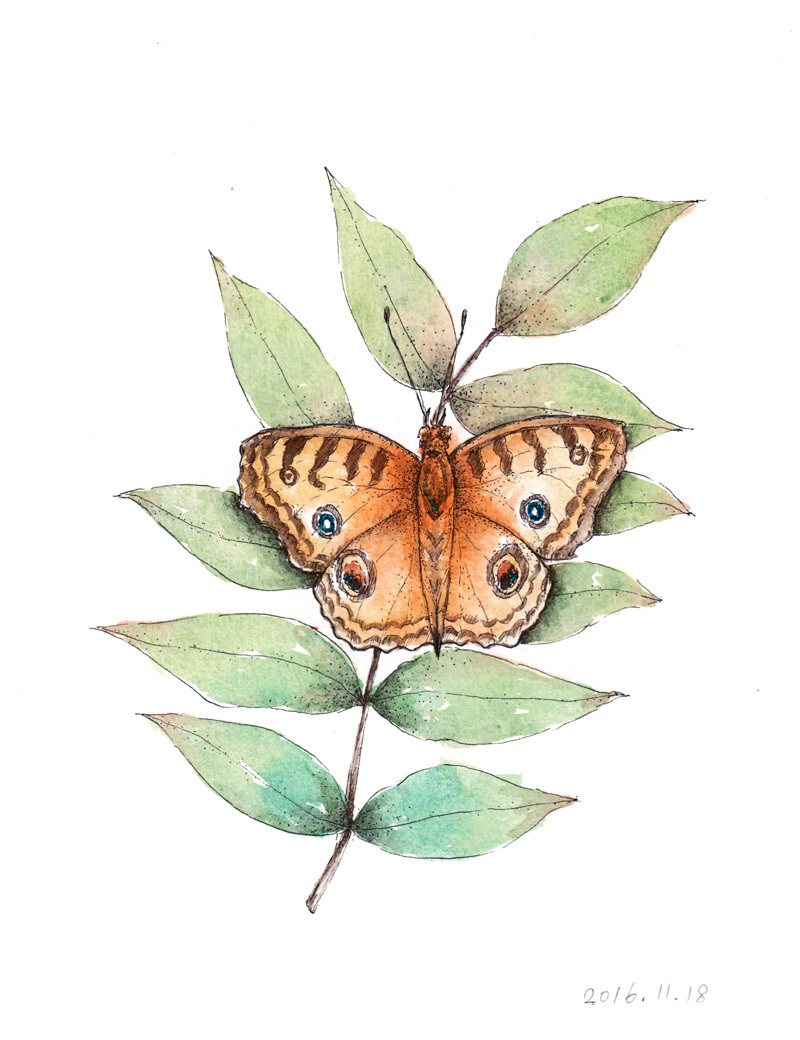 蝴蝶|插画|商业插画|花花酱o - 原创作品 - 站酷 (zcool)