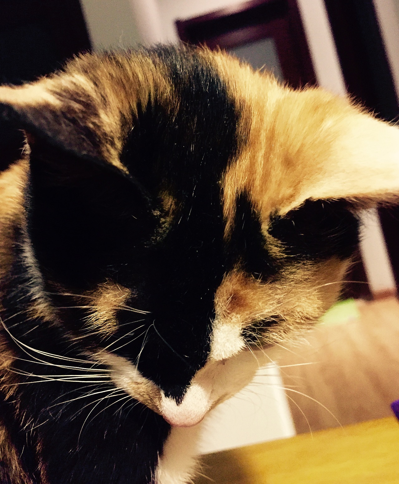 我家那几口子-手机拍摄