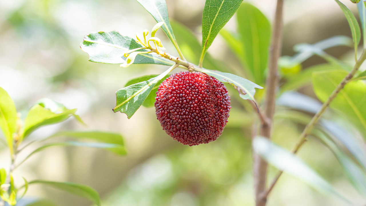 漳州浮宫杨梅|摄影|美食摄影|川页君 - 原创作品 - 站酷 (zcool)