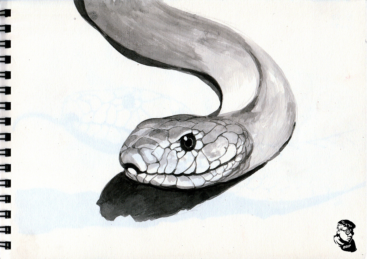 世界上最毒的蛇