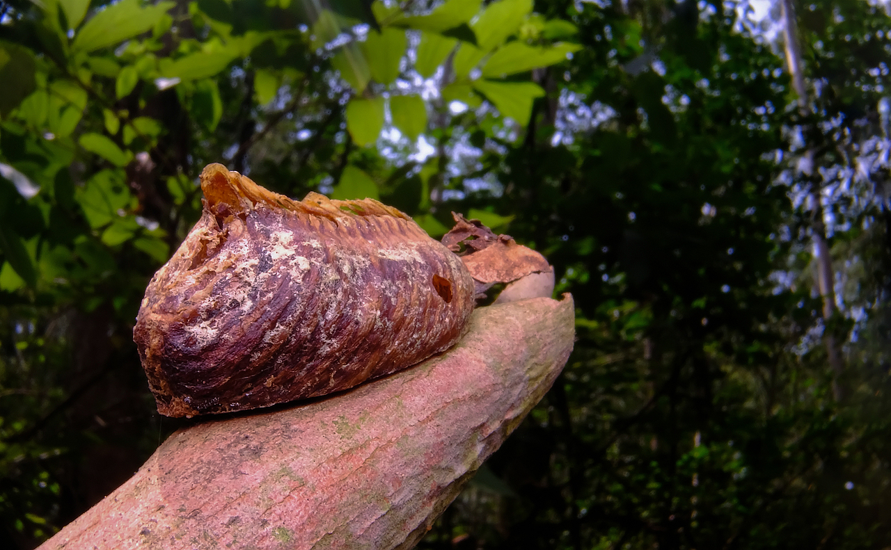 螳螂茧-这么巨大,哈哈