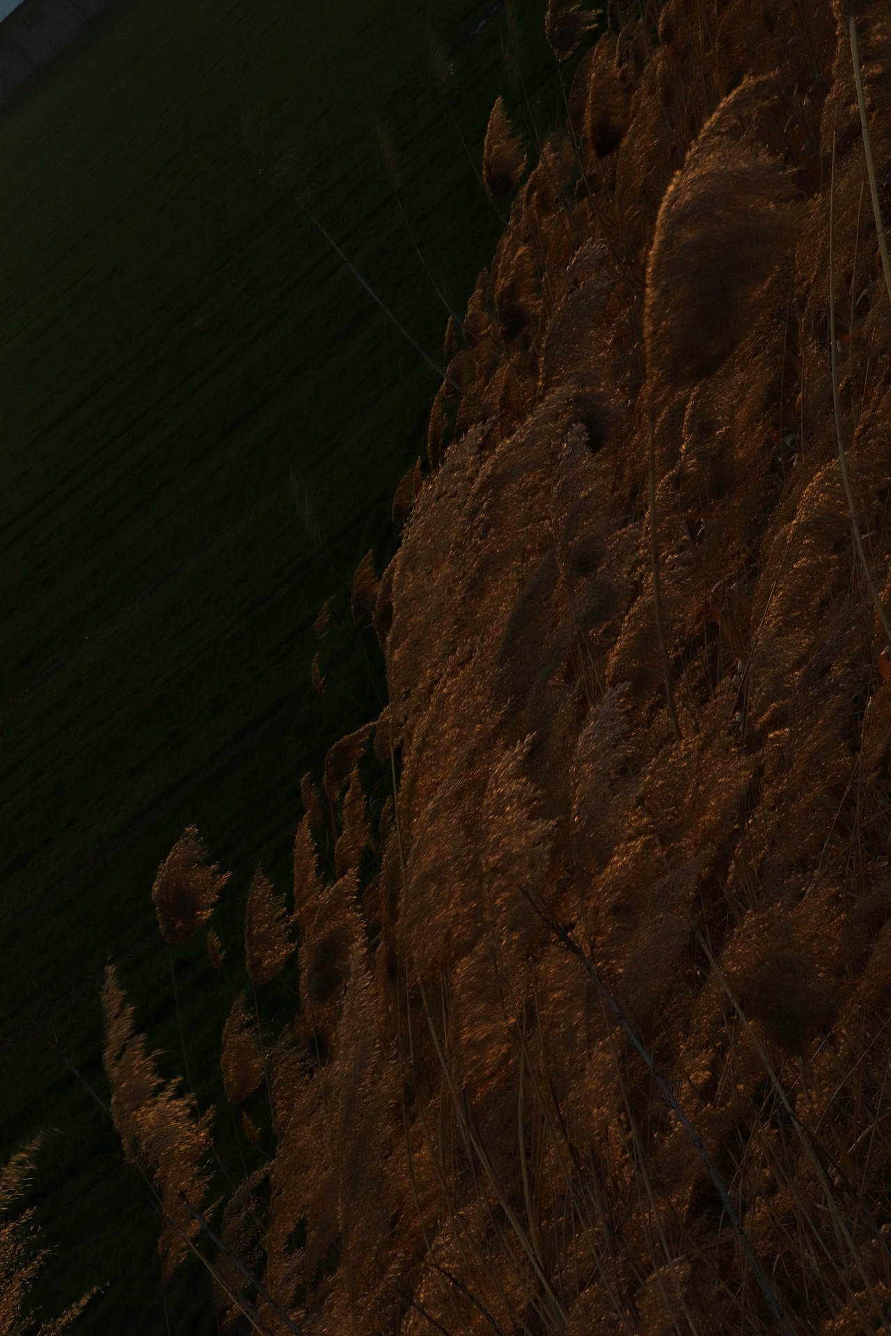 芦苇微微芦苇荡漾