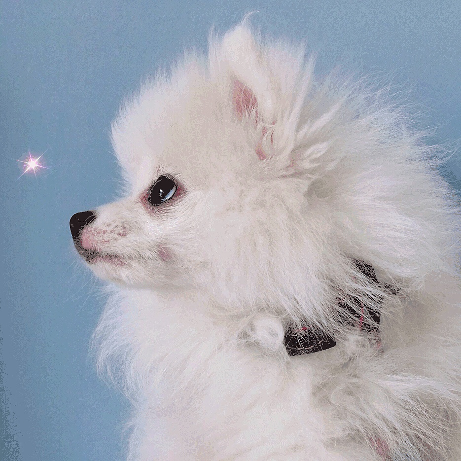 家有狗，名为暗（图ZMTExNjU4NTky） - 宠物摄影 - 站酷设计师回头是暗原创素材 - 站酷ZCOOL