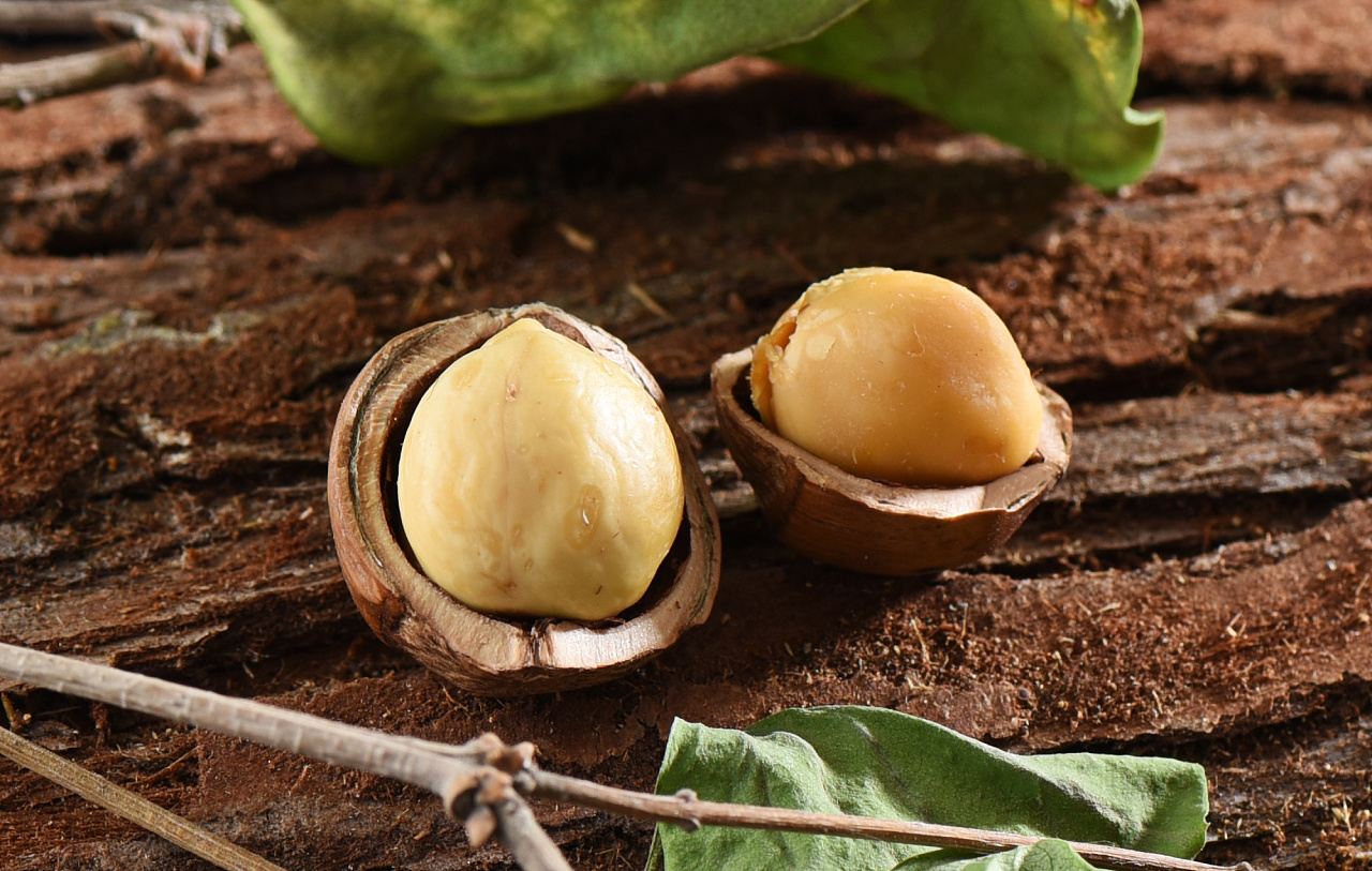 榛子拍摄-杨师傅