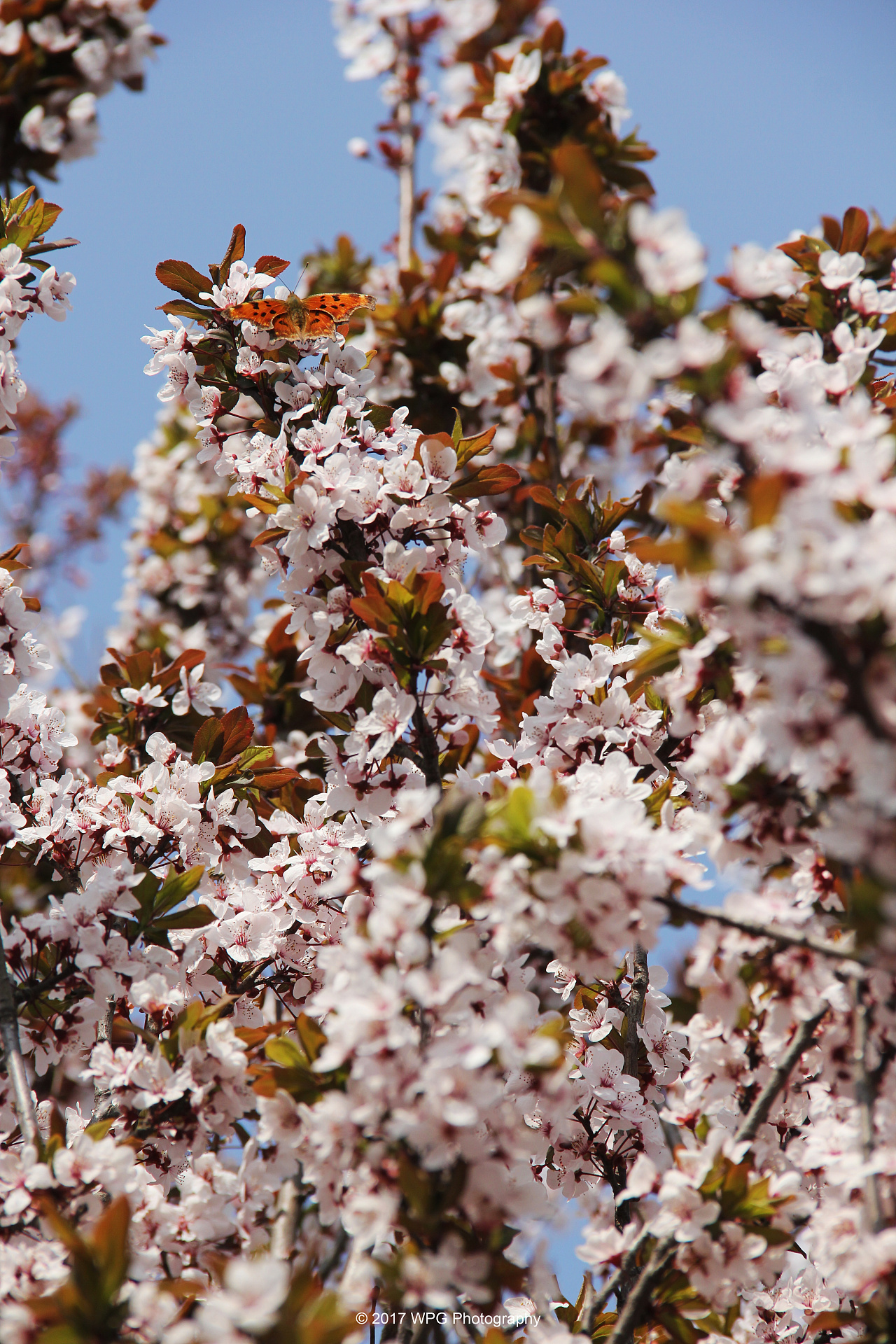 《 梦幻春天 》