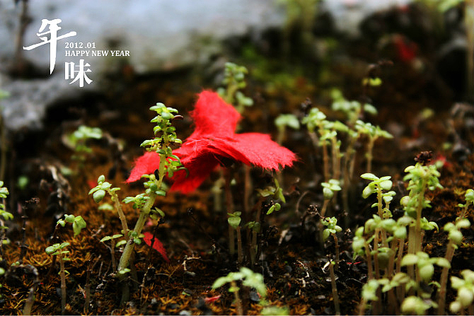 墙上的苔藓,如此顽强的生命力