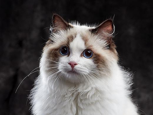 spyzoo布偶貓ragdoll天津影棚拍攝