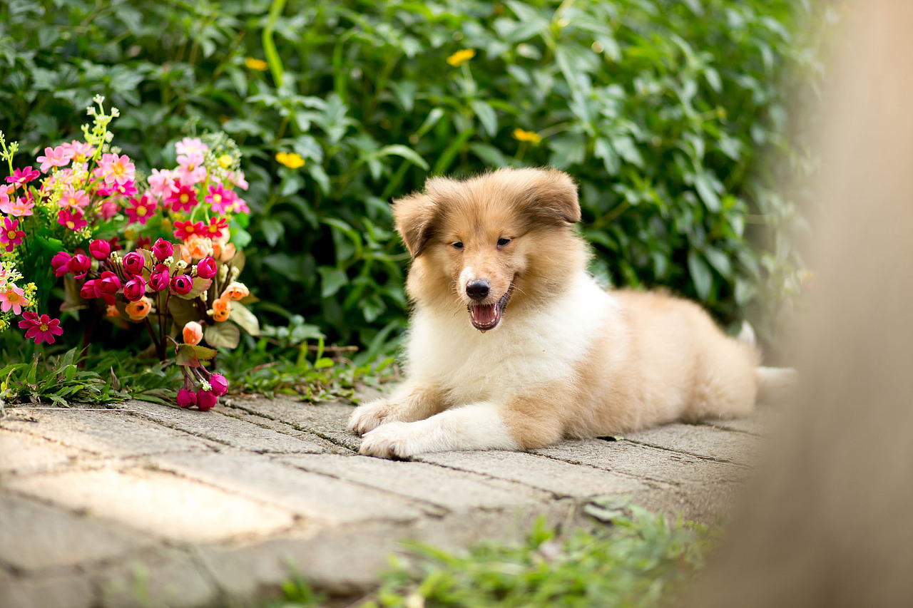 花丛中的小精灵