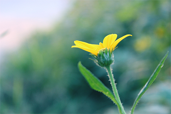 房前屋后 花花草草（圖ZMTIwMzU1Njg=） - 風(fēng)光攝影 - 站酷設(shè)計(jì)師tanzi2010原創(chuàng)素材 - 站酷ZCOOL