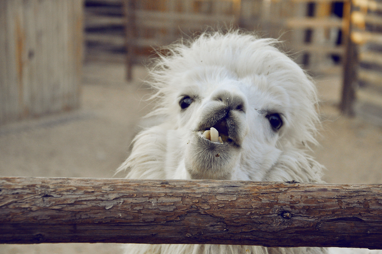 你妹!竟然说我兄弟是屌丝,我用牙齿鄙视你!(#‵′)凸
