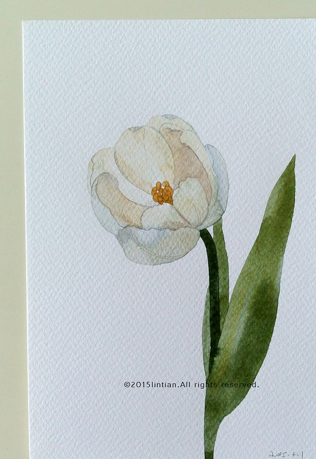 一日一花（图ZMzc5ODAyOTY=） - 商业插画 - 站酷设计师林田lisa原创素材 - 站酷ZCOOL