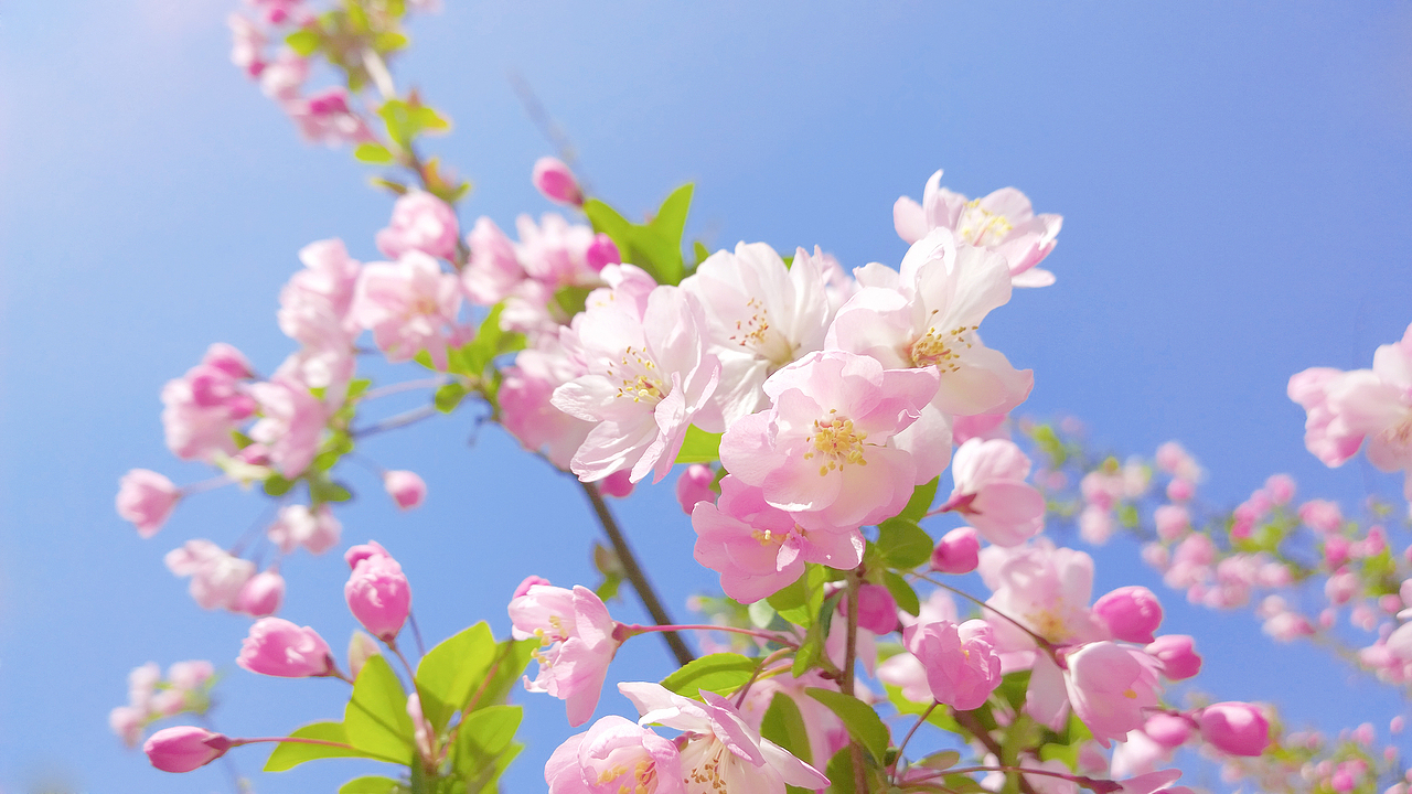 人间三月花满天~