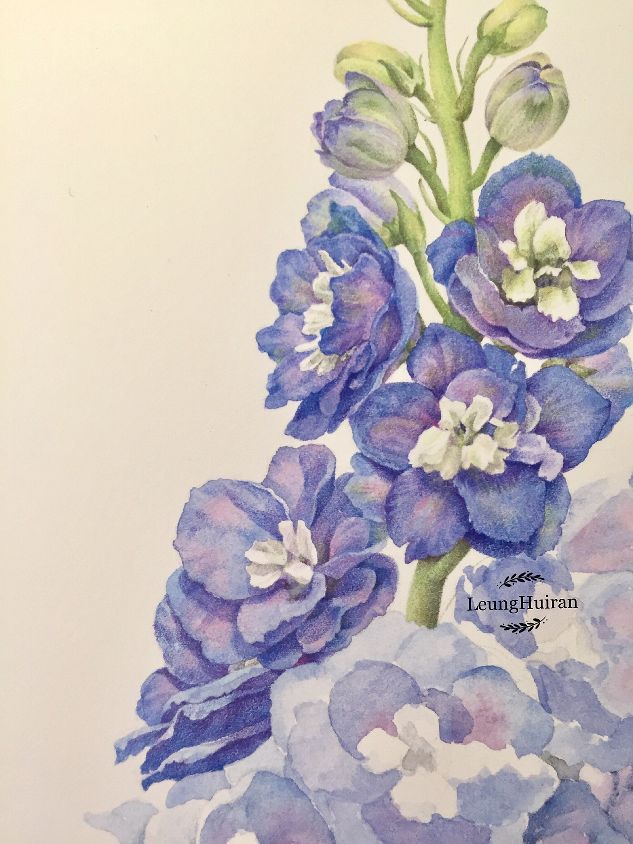 彩铅植物花卉-精微素描花卉