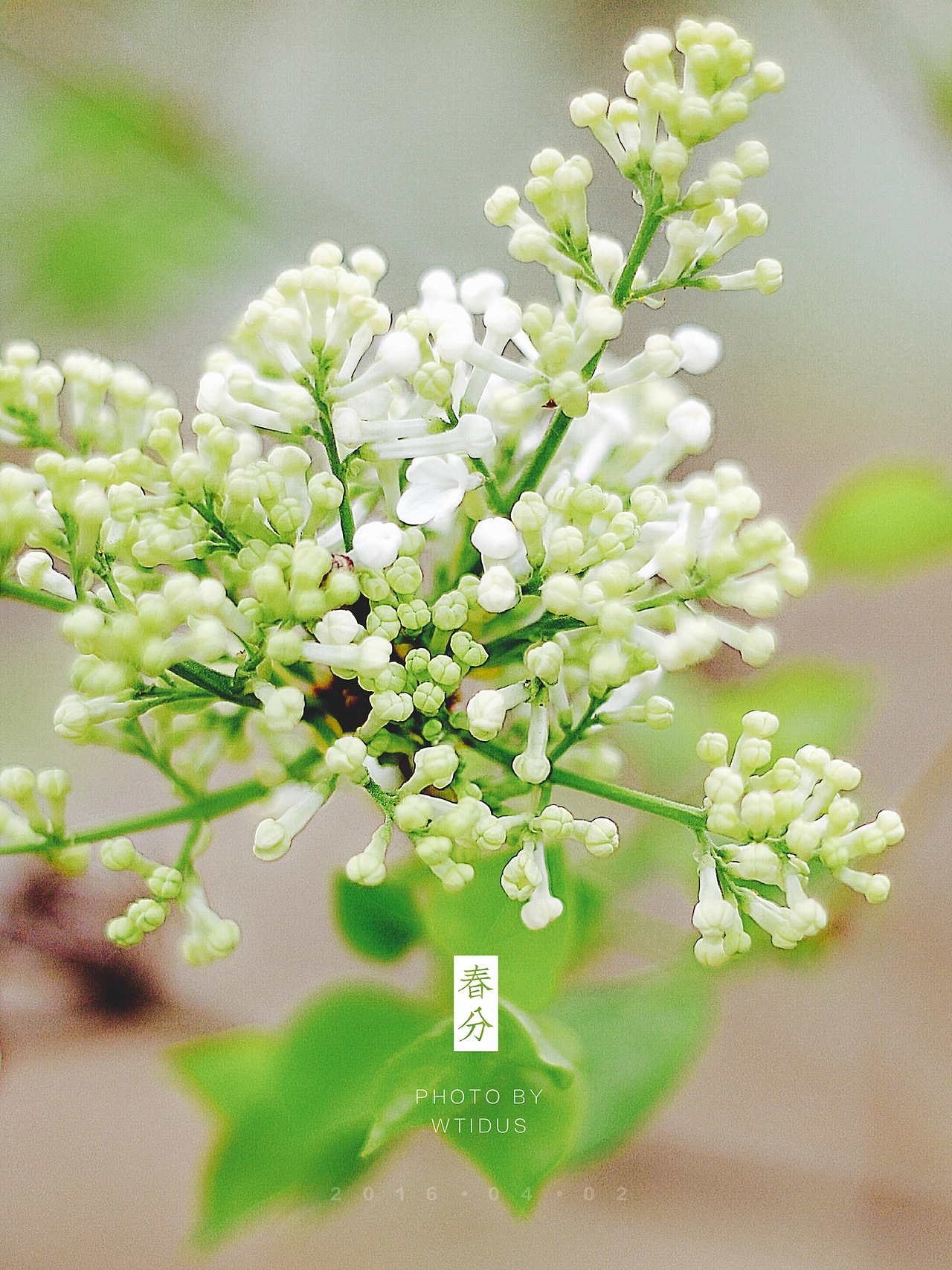 踏春“睬”花（图ZNDU5NDM4NzI=） - 风光摄影 - 站酷设计师Amoo阿毛原创素材 - 站酷ZCOOL