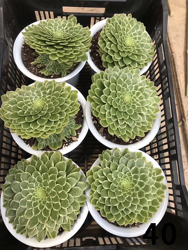 云南东南亚多肉绿植（图ZMTU1NDUyMDA4） - 产品摄影 - 站酷设计师绿植玩家原创素材 - 站酷ZCOOL