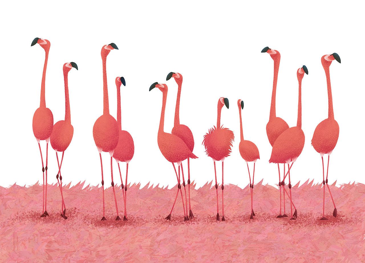 火烈鸟（图ZMTM2NzE5MzY0） - 创作习作 - 站酷设计师小佳插画原创素材 - 站酷ZCOOL