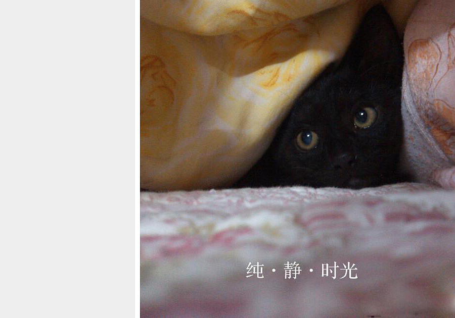 我是喵，心中只有暖阳和猫粮（图ZMjYwMDI2ODg=） - 宠物摄影 - 站酷设计师云云蘑菇原创素材 - 站酷ZCOOL