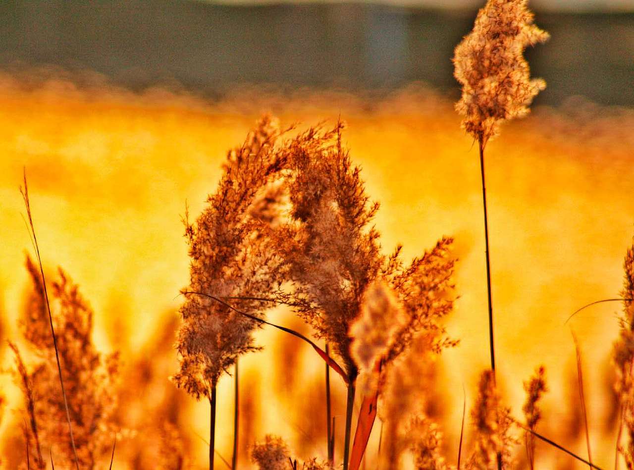 芦影落日（图ZMjMxMDkyNDI0） - 风光摄影 - 站酷设计师千羽帆原创素材 - 站酷ZCOOL