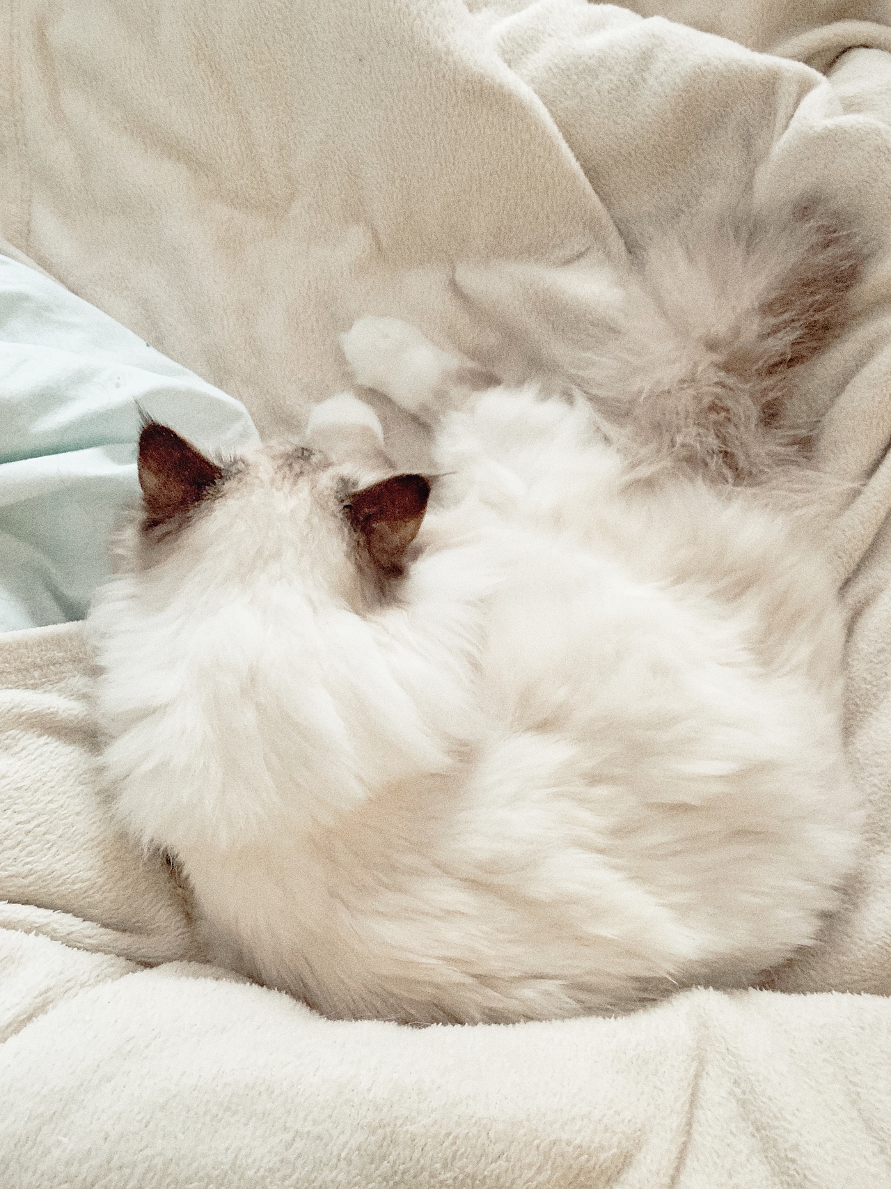 一只叫瓜咪咪的喵