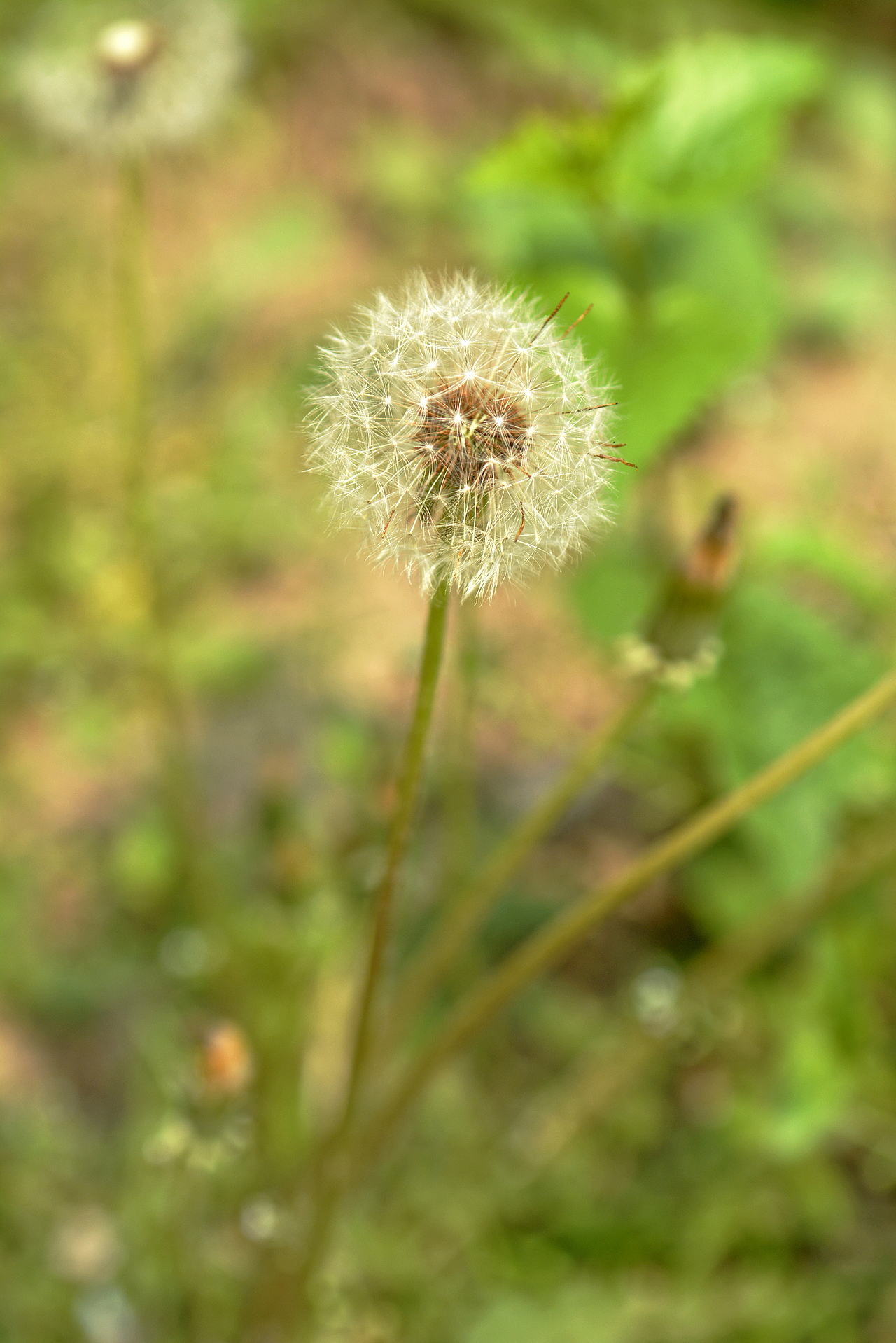 《蒲公英》（图ZMjc0NjgxODg=） - 风光摄影 - 站酷设计师2011苹果妞原创素材 - 站酷ZCOOL