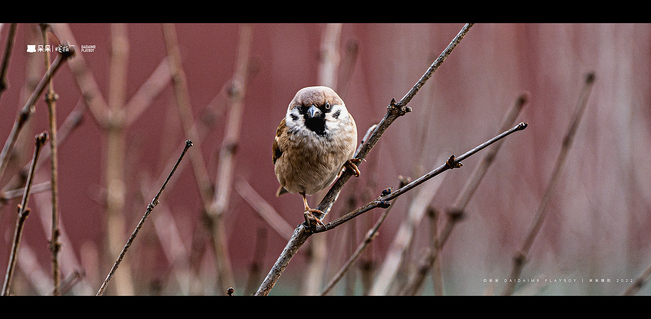呆呆瞎拍 | 生活就像电影，要有仪式感（图ZMjg3NTYyMjcy） - 人文/纪实摄影 - 站酷设计师呆小东原创素材 - 站酷ZCOOL