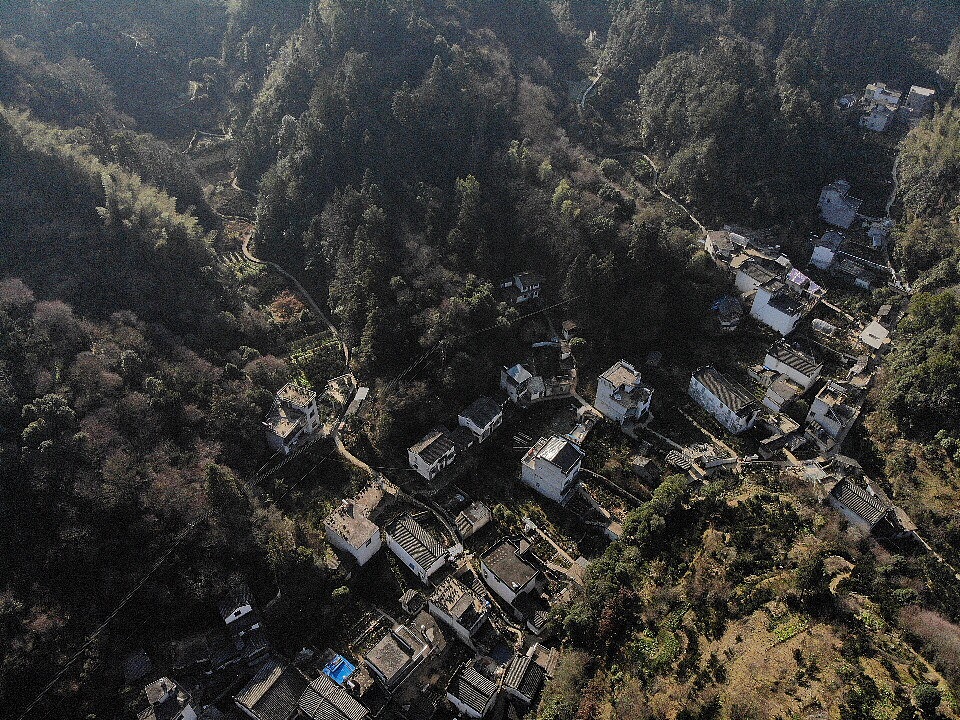 梅花与茶,2019年走山卖花鱼村
