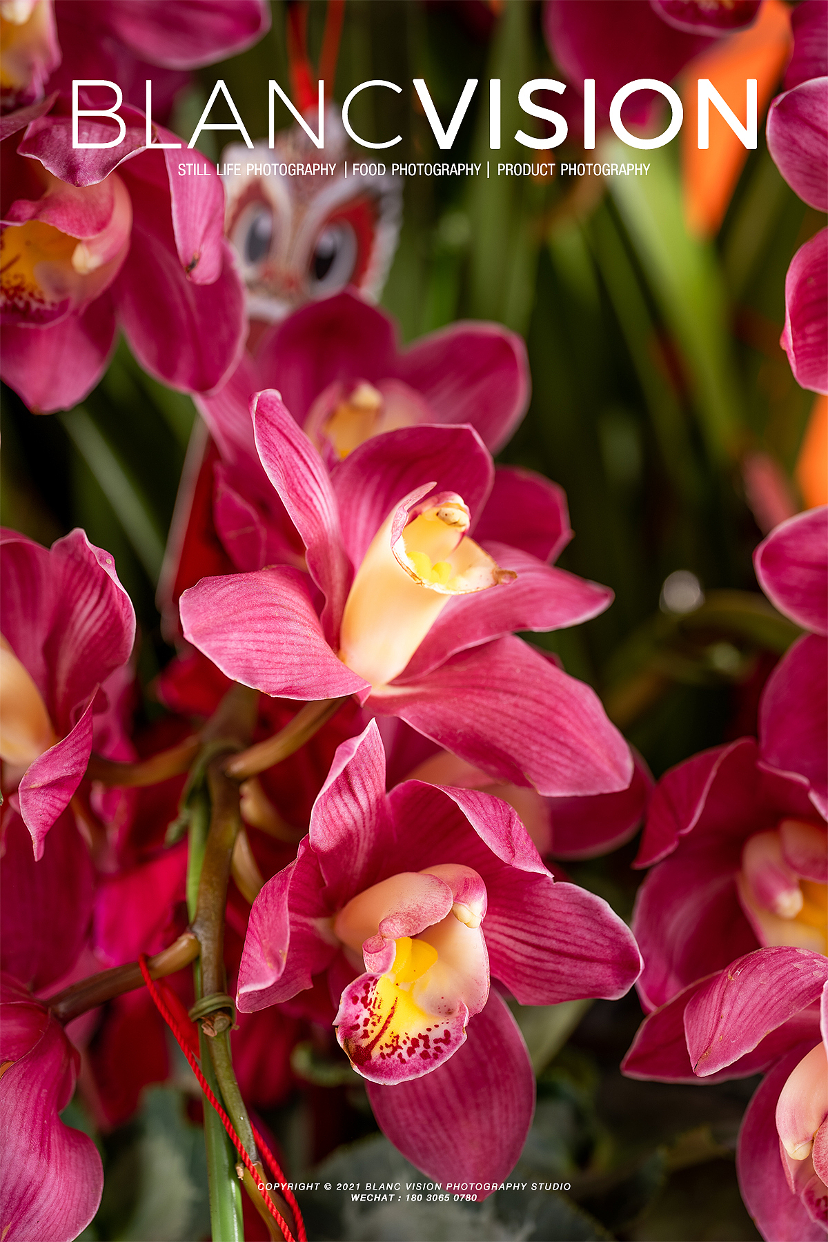 年宵花拍摄|静物摄影|栢蘭视觉