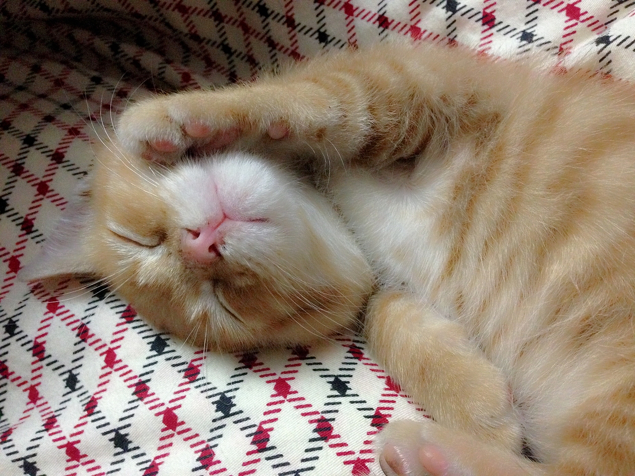 晒猫这种事必须参一脚（2）（图ZMjU1NDcxNjQ=） - 宠物摄影 - 站酷设计师Lieles莘原创素材 - 站酷ZCOOL