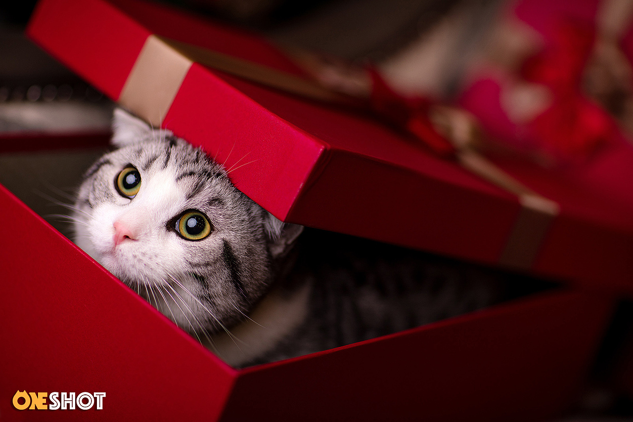 2018圣诞合集第一弹丨你的圣诞礼物又到啦!