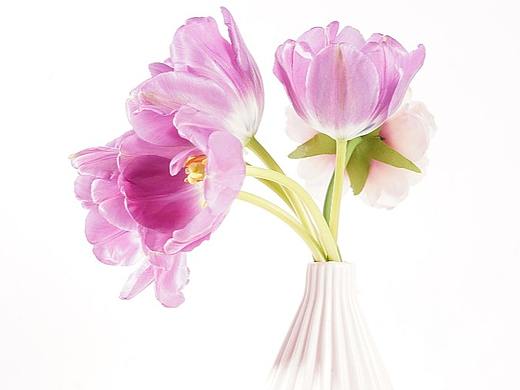 花素材 自然彩妆素材