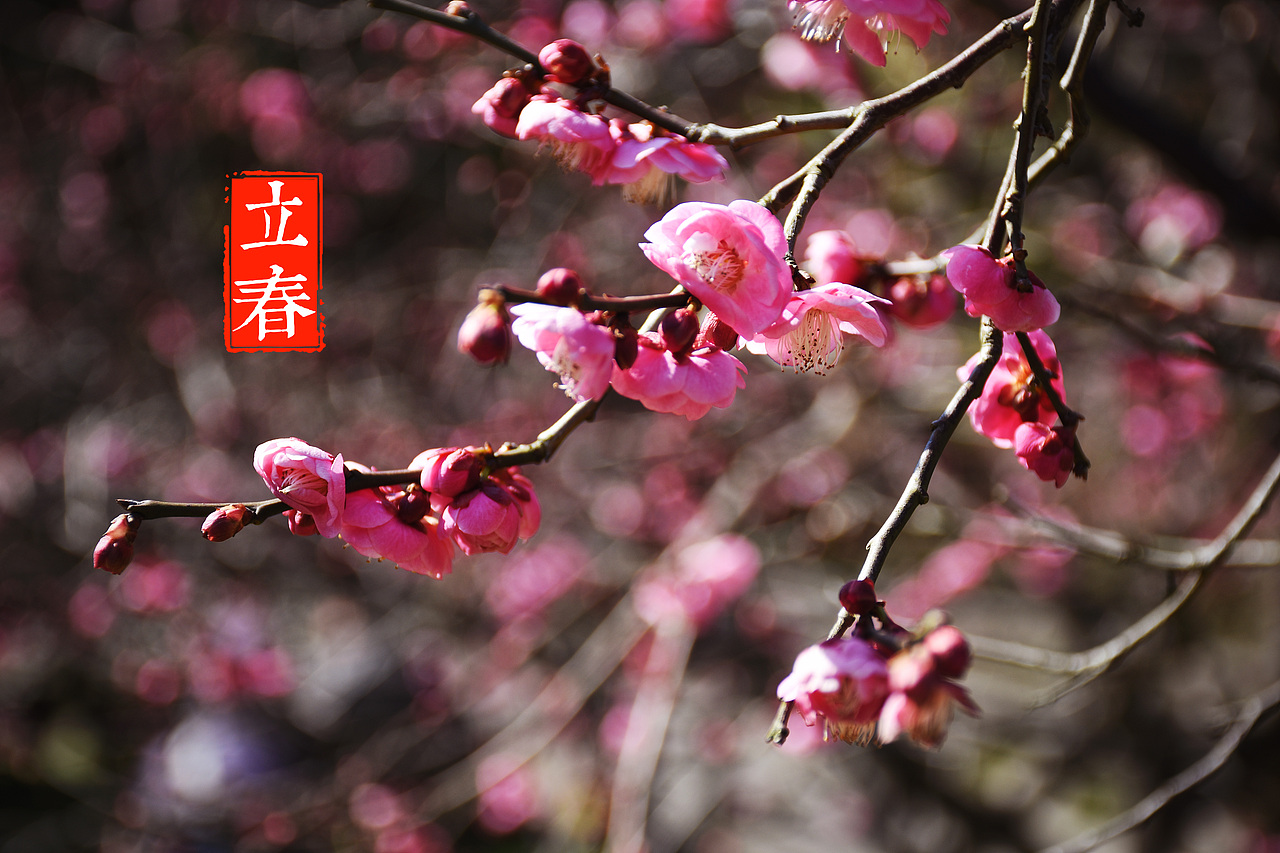 上海游园赏梅（图ZNzAyNzU2ODg=） - 风光摄影 - 站酷设计师村中人翼飞原创素材 - 站酷ZCOOL