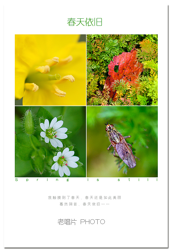 【春天依旧】我触摸到了春天,暮然回首,春天依旧…… 